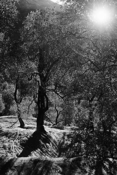 Temps des olives